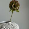 Scabiosa grønn/burgunder - Bilde 2