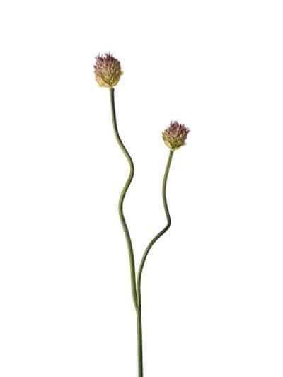 Allium, lys lilla