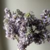 Syrinhortensia lilla