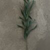 Eucalyptus