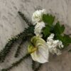 Amaranthus grønn - Bilde 3