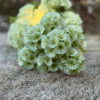 Scabiosa hvit/grønn - Bilde 2