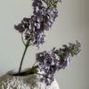 Syrinhortensia lilla - Bilde 2