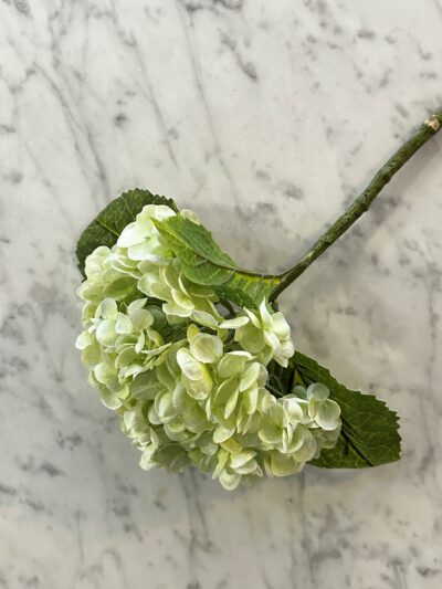 Hortensia lys grønn